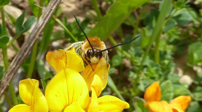 Long-horned bees on the south Devon coast